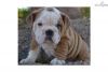 Affectionate English bulldog puppies for re-homing