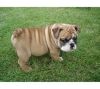 English bulldog puppies male and female available
