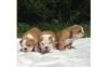 Cute AKC English Bulldog puppies