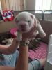cute english bulldog available for lovely home