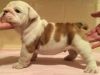 english bulldog puppy available for lovely homes