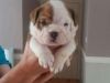 english bulldog puppy for adorable homes