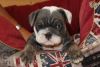 cute english bulldog puppy ready now