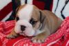 english bulldog puppy available for lovely home