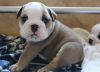 sweet and loving english bull dog for sale now