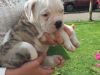 adorable bulldog puppy for lovely homes