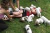 Beautiful english bulldog puppies for adoption