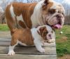 English Bulldogs For Adoption