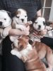 male and female English bulldog for lovely homes