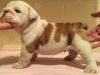 english bulldog puppy for lovely home