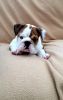 adorable english bulldog puppy for lovely homes