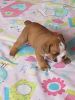 english bulldog puppy for lovely homes