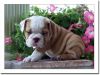 Clean Looking french Looking Bulldog Puppies