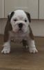lovely english bulldog puppies for lovely homes