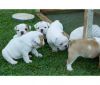 wow champion bloodline bulldog puppies available