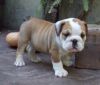 Mike English Bulldog Puppy For Sale