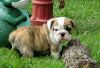 Cute Male And Female Bulldog Puppies Available Now