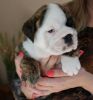 English Bulldog Puppies For Lovely Homes