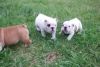 Akc healthy English Bulldog Puppies