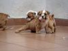 Adorable English Bulldog puppies avaialble