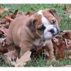 Cute Akc English Bulldog Puppies Available