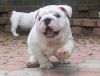 English Bulldog Puppies Available for new homes