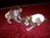 Top quality baby Marmoset monkeys,