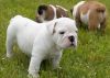 Beautiful English Bulldog Puppies For Sale