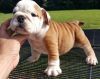 cute looking English Bulldog Puppies For Sale,(xxx)xxx-xxxx