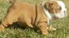 Attractive English bulldog puppies for sale Text (xxx)xxx-xxxx
