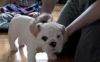 Male ENGLISH Bulldog Puppy For New Home(xxx)xxx-xxxx