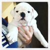 Top QUality Micro English Bulldogs Puppies For Sale-(xxx)xxx-xxxx