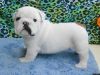 Extremely cute English Bulldog puppies for free adoption(xxx)xxx-xxxx