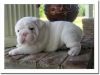 English Bulldog puppies! I have 3 males and 2 females. All pups come d