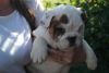 Kc English Bulldog Puppies Available