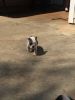 Unforgettable Female/Male English Bulldog puppies