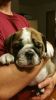 full blooded English bulldog, approximately 3 months old, looking for.