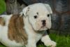 Very freindly male and female English bull dog puppies for adoption