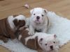 Affectionate male and female english bull dog puppies for adoption