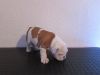 4 male and female english bull dog puppies
