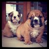 Stunning Kc Reg English Bulldog Puppies