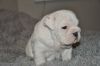 AKC English Bulldog pups available(xxx)xxx-xxxx