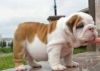 English Bulldog puppies - trained puppies.(xxx)xxx-xxxx