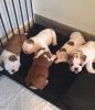 Beautiful Kc Registered English bulldog Puppies For Sale