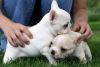 cute babby bulldog puppies for rehoming