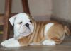 AKC Englisg Bulldog Puppies Now for adoption (xxx)xxx-xxxx