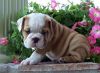 AKC Englisg Bulldog Puppies Now for adoption (xxx)xxx-xxxx