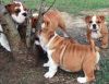 Affectionate English Bulldog Puppies