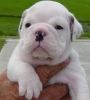 AKC Male and female English bull dog puppies