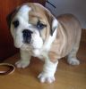 Get Bulldog puppies to make your home::